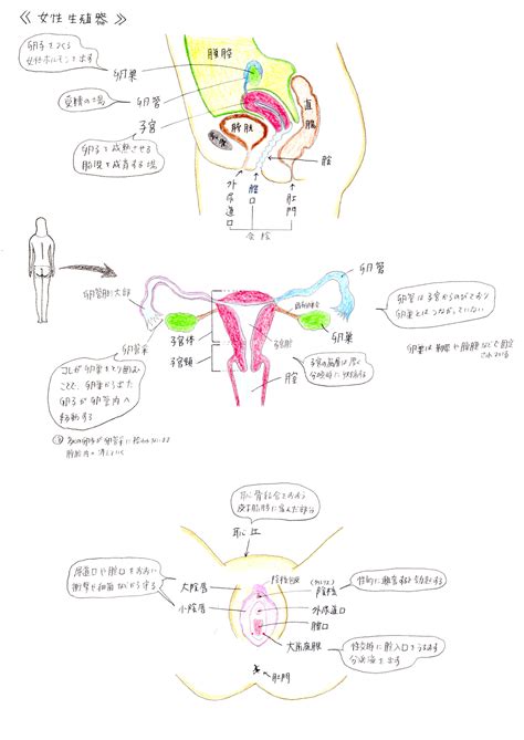 生殖器 女|女性の性器のしくみ、知ってる？ 外性器と内性器を。